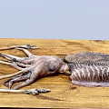 Giant Squid With Striped Body And Long Tentacles On Wooden Surface
