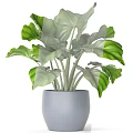 Modern Potted Plant With Lush Green Large Leaves In Blue Pot