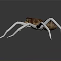 Realistic 3D Rendered Spider With White Legs And Brown Body On Gray Background