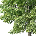Two Tall Arbor Trees With Lush Green Foliage Thick Trunks And Standing Human Figure