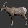 Bighorn Sheep With Curved Horns Brown And White Coat Standing On Black Background With Reflection