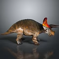 Triceratops Dinosaur Model With Red Yellow Frill And Detailed Textured Skin On Gray Background