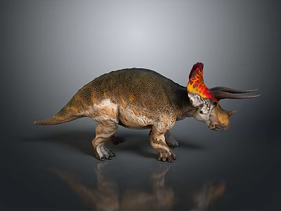 Triceratops Dinosaur Model With Red Yellow Frill And Detailed Textured Skin On Gray Background 3d model