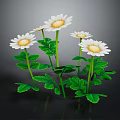 Beautiful Blooming White Daisies with Lush Green Leaves on Black Background