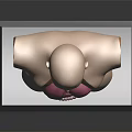 Human Torso Model with Hair Showing Internal Organs Lungs and Intestines