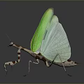 Green Winged Praying Mantis With Brown And White Striped Body And Reflection On Grey Background