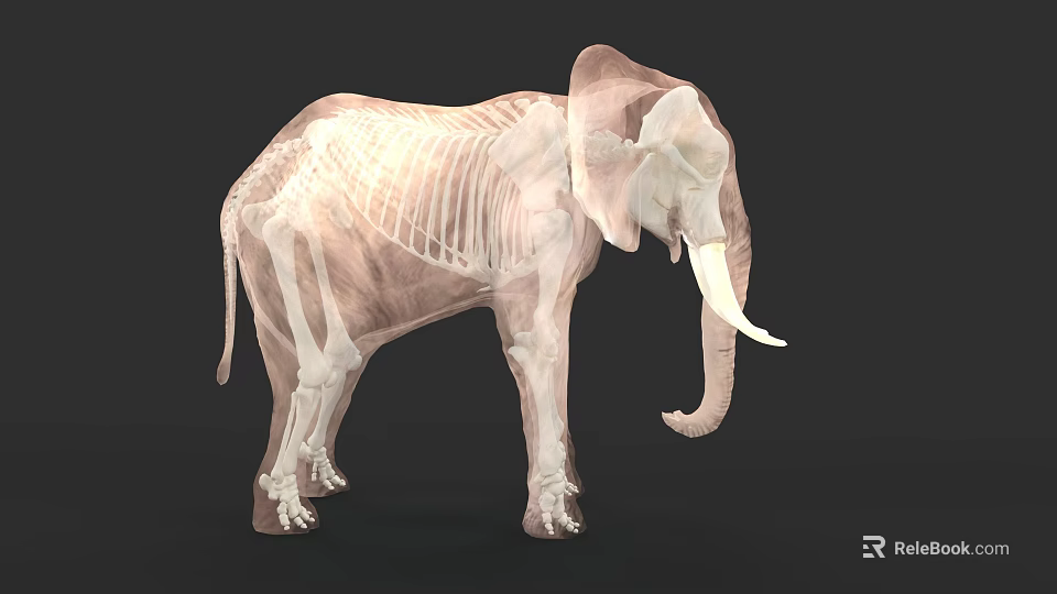 Elephant Skeleton 3D Render With Detailed Scientific Anatomical Bone Structure 3d model
