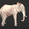 Elephant Skeleton 3D Render With Detailed Scientific Anatomical Bone Structure 3d model