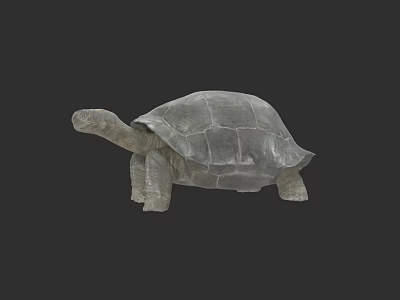 Galapagos Giant Tortoise Animal Zoo Scan 3d model Galapagos Giant Tortoise Animal Zoo Scan 3d model