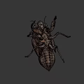 Cicada Exuvia Exoskeleton Showing Detailed Natural Structure And Yellowish Features