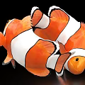 Two Clownfish Aquatic Animals With Orange And White Stripes On Black Background
