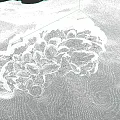 Clustered Marine Mussels on Rocky Coastal Shore with Natural Habitat