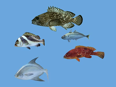 Colorful Aquatic Animals Including Spotted Striped And Red Fish In Blue Water 3d model