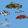 Colorful Aquatic Animals Including Spotted Striped And Red Fish In Blue Water