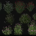 Various Types Of Flowering Shrubs With Colorful Blooms And Lush Green Foliage