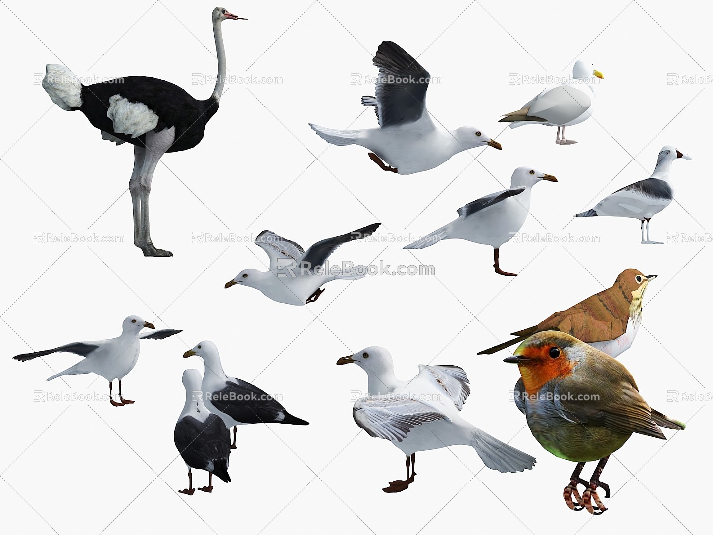 Home Farming Animal Poultry Animal Animal Bird Collection Ostrich Pigeon Seagull Bird 3d model