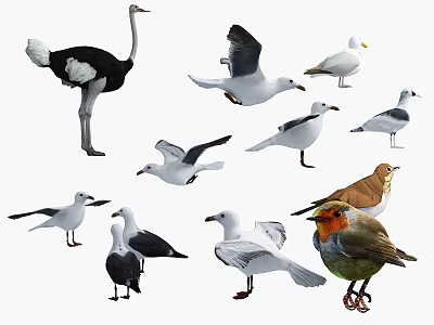 Various Flying Animals Such as Seagulls in Flight and Robin Standing Pose 3d model