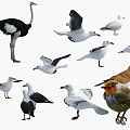 Home Farming Animal Poultry Animal Animal Bird Collection Ostrich Pigeon Seagull Bird 3d model