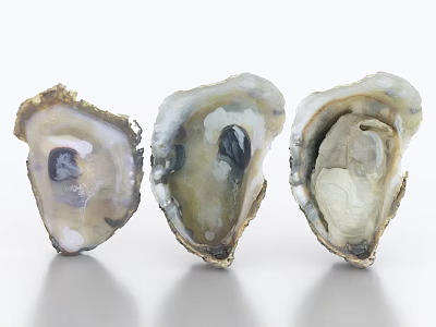 Fresh Oysters In Shell Showcased On White Background With Natural Texture 3d model