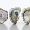 Fresh Oysters In Shell Showcased On White Background With Natural Texture