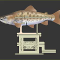 Detailed Articulated Salmon Model With Rainbow Trout Design On Display Base