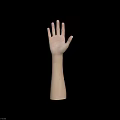 Human Arm and Hand Organ Structure with Natural Skin and Hair Details