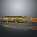 Aquatic Animal Northern Pike With Spotted Green Body Orange Fins And Tail In 3D Render