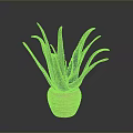 Aloe Vera Plant With Green Leaves And Yellow Edges In Pink Ribbed Pot Indoor Decor