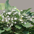 Lush Shrubs With Dense Green Leaves And Small White Flowers For Garden Decoration