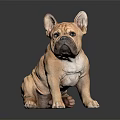 Cute Light Brown French Bulldog Puppy Sitting Calmly On Reflective Smooth Gray Surface