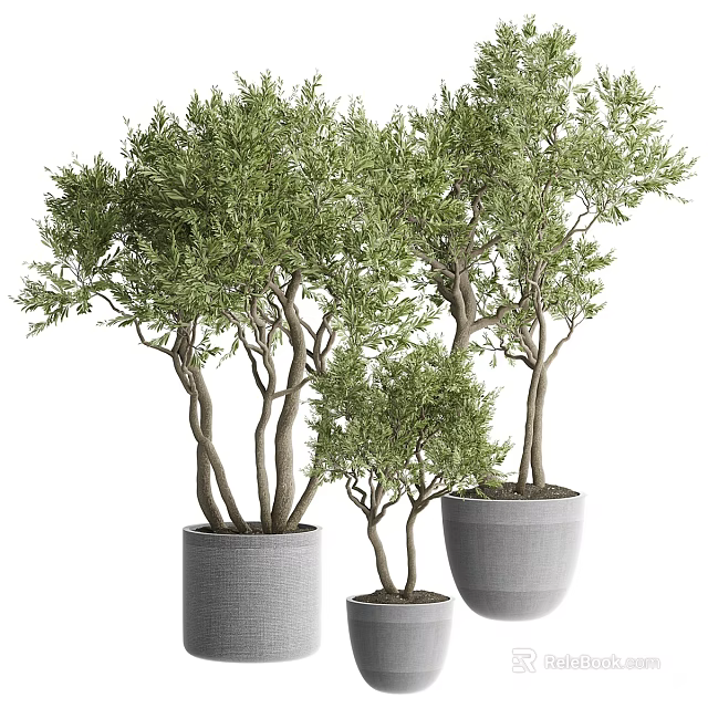 Decorative Bonsai Trees In Various Sized Pots With Lush Green Foliage 3d model 