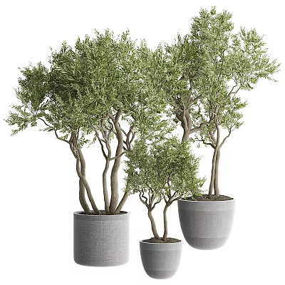 Decorative Bonsai Trees In Various Sized Pots With Lush Green Foliage 3d model