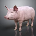 Pink Pig Standing With Smooth Skin On Gray Background And Reflection 3d model