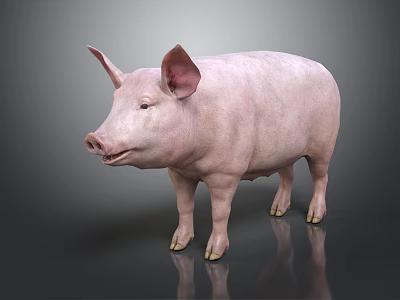 Pink Pig Standing With Smooth Skin On Gray Background And Reflection 3d model
