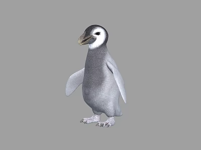 Realistic 3D Model of Gray and White Penguin Standing Upright 3d model