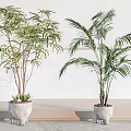 Indoor Bonsai Bamboo And Palm Potted Plants In Gray Ceramic Pots