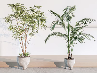 Indoor Bonsai Bamboo And Palm Potted Plants In Gray Ceramic Pots 3d model