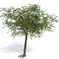 Healthy Citrus Tree With Ripe Orange Fruits And Green Leaves
