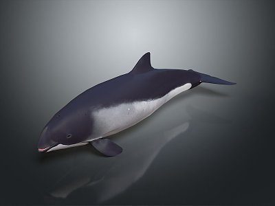 whale cartoon whale mammal marine mammal marine animal fish freshwater fish marine fish model