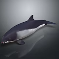 Sleek Black And White Dolphin Aquatic Animal With Smooth Body And Reflective Surface