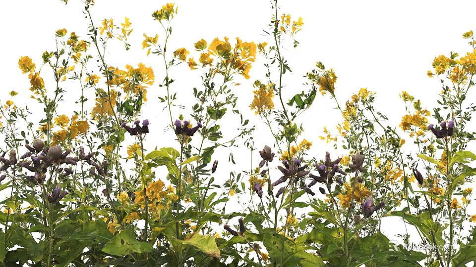 Beautiful Garden Flowers with Vibrant Yellow and Purple Blooms and Lush Green Leaves 3d model 