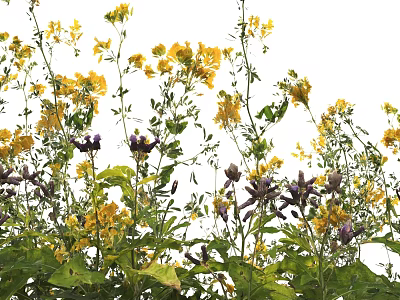 Beautiful Garden Flowers with Vibrant Yellow and Purple Blooms and Lush Green Leaves 3d model