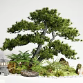 Bonsai Pine Tree With Moss Stones Small Lantern And Green Plants