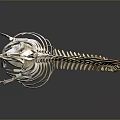 Animal Skeleton of Crocodile Like Reptile in Standing Posture on Gray Background