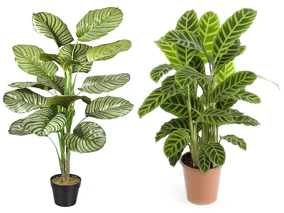 Two Decorative Potted Plants With Striped Leaves In Black And Terracotta Pots 3d model