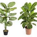 Two Decorative Potted Plants With Striped Leaves In Black And Terracotta Pots