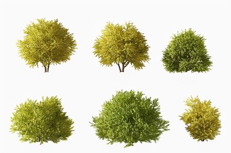 modern shrub juniper shrub 3d model