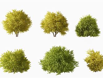 modern shrub juniper shrub 3d model