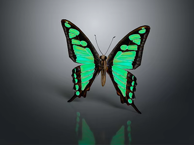 Green and Black Butterfly with Spotted Wings on Gray Background with Reflection 3d model