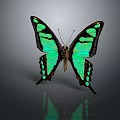 Modern Butterfly Colored Butterfly Tabby Butterfly Leaf Butterfly 3d model